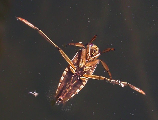 Leben in Teich und Garten Wanzen ( Heteroptera) Rückenschwimmer